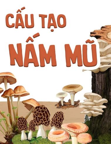 Cấu tạo nấm mũ