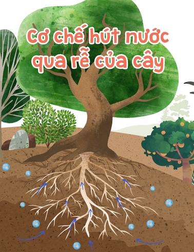 Cơ chế hút nước qua rễ của cây